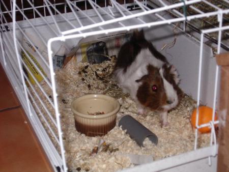 fifi 
